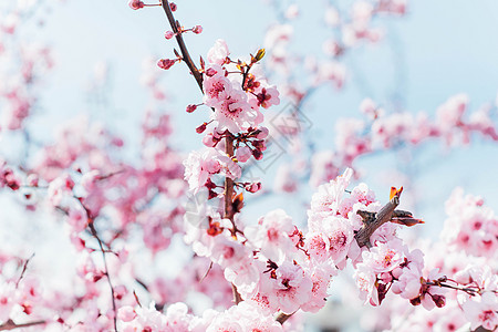 春天的多瓣樱花盛开图片