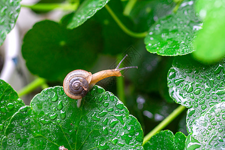 下雨天蜗牛背景图片