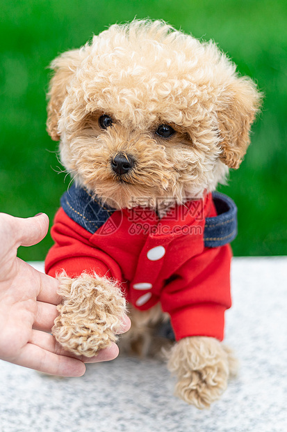 可爱贵宾犬握手图片