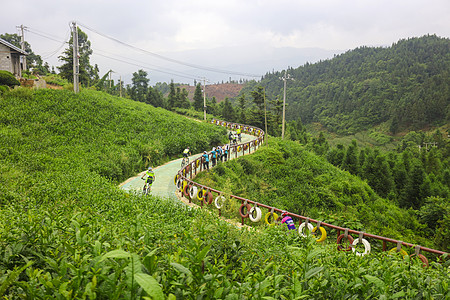 自行车赛茶园赛事背景