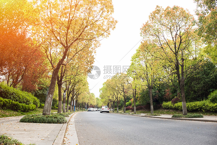 阳光下的林荫大道图片