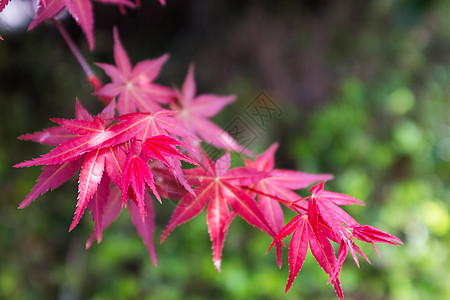 春天枫叶春天的红色枫叶背景