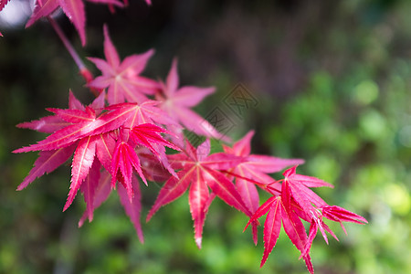 春天的红色枫叶图片