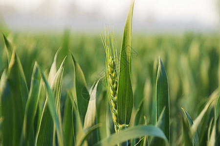 三月三四月份绿色小麦苗背景