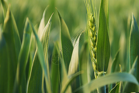 春分三候三四月份绿色小麦苗背景