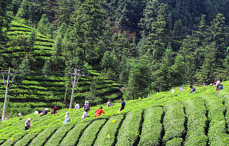 红茶园采摘明前茶背景