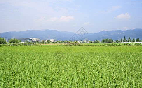 江南农村的稻田背景图片