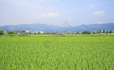 江南农村的稻田图片