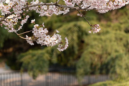 春季自然风光樱花背景图片