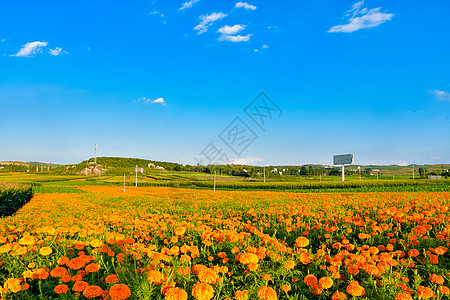 芋乡风光曲靖沾益大坡乡万寿菊背景