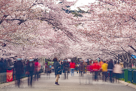 樱花路青岛中山公园盛开的樱花赏樱的人群背景