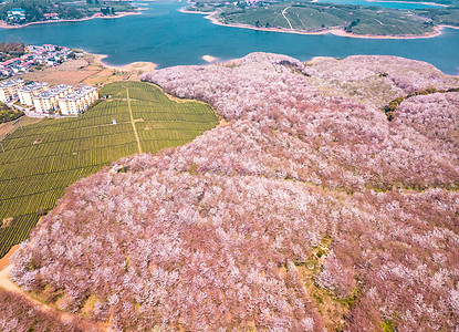 樱花晚期全盛期航拍图片图片