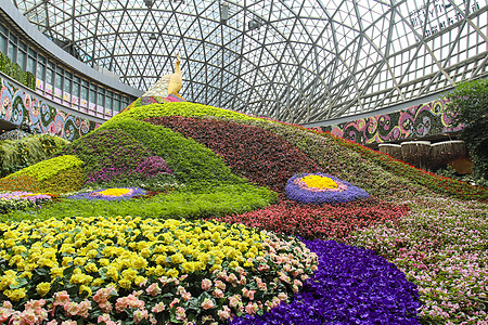 昆明花世界昆明市花孔雀高清图片