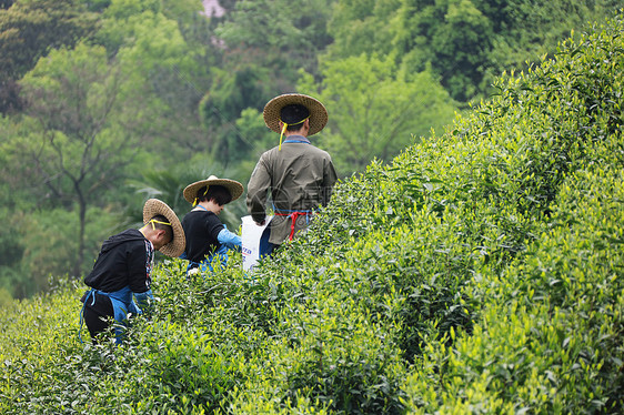 茶园图片