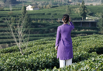 茶园美女背影图片