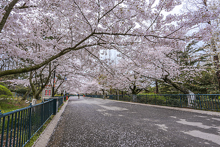 日本春樱花盛开的大道背景