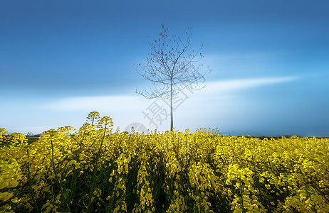 春意盎然油菜花美景背景图片