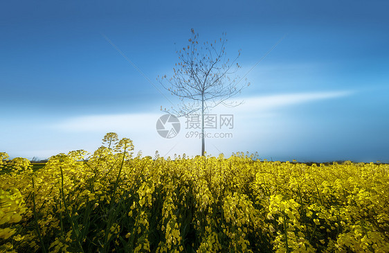 春意盎然油菜花美景图片