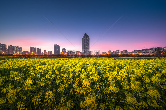 春意盎然油菜花美景图片