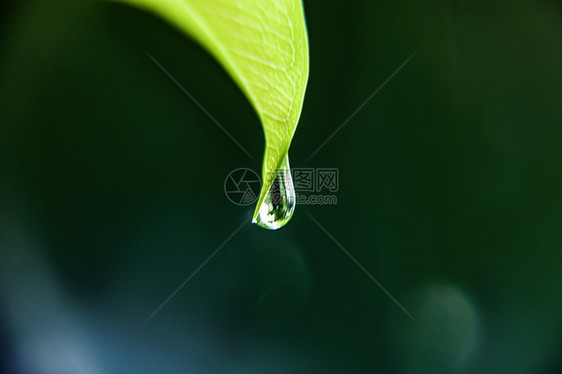 雨滴 水珠图片