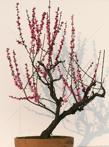 红梅盆景图片