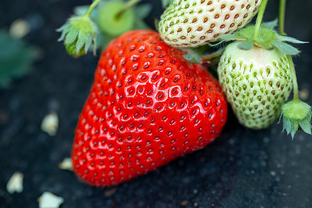 特写拍摄采摘园内的草莓图片
