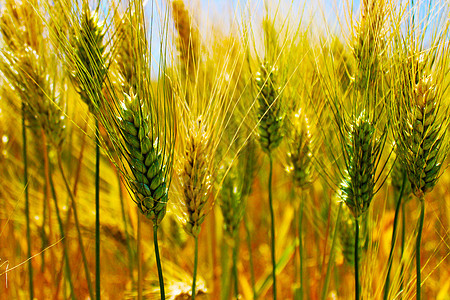 蓝天下的田园风光农村麦子图片