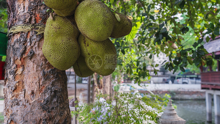 泰国热带水果波罗蜜及果树图片