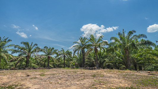 泰国南部自然棕榈林实拍图片