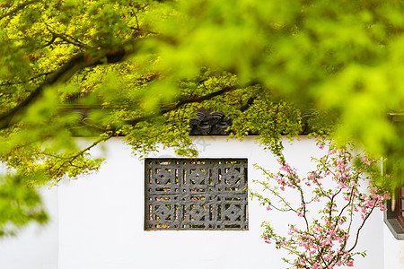 古代窗户春天的绿色植物枫叶与传统古典窗户背景