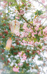 春天的植物海棠花与小清新风铃图片