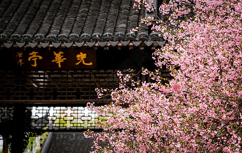南京莫愁湖公园光华亭春天的植物海棠花图片