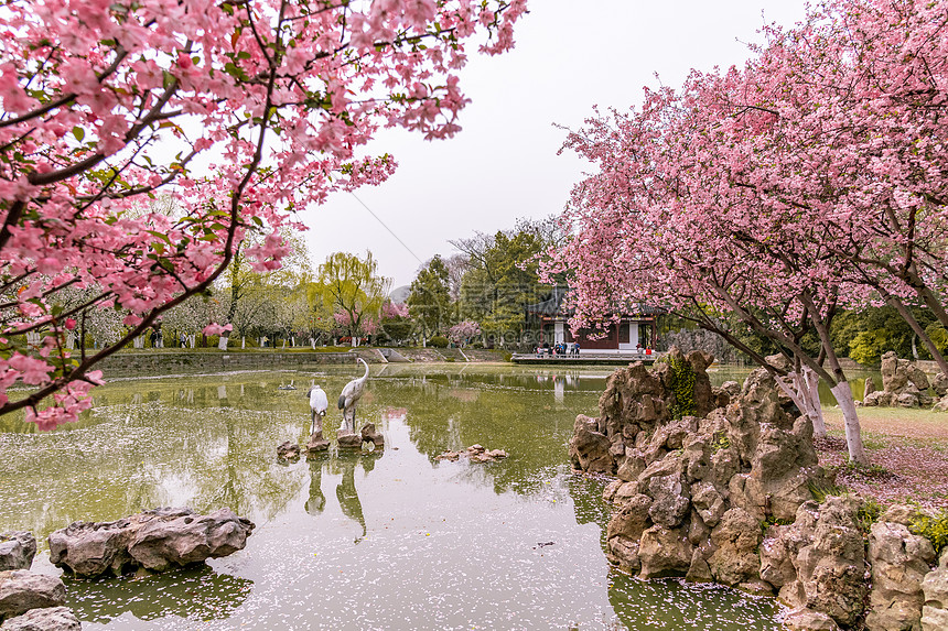 ‘~南京莫愁湖公园春天的植物海棠花  ~’ 的图片