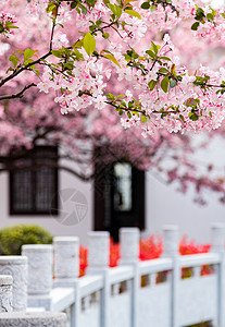 古代婚房南京莫愁湖公园春天的植物海棠花背景