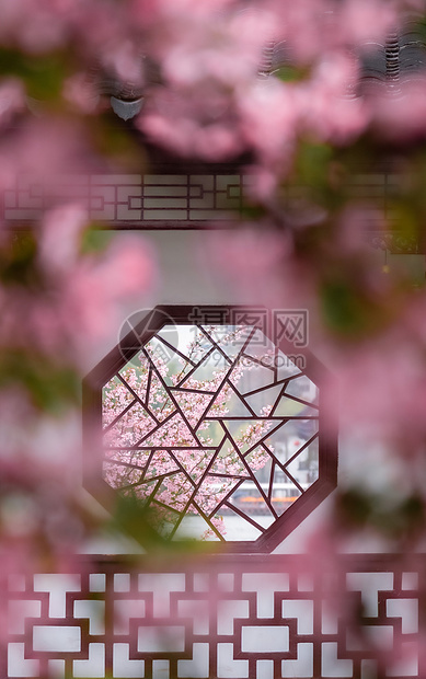 南京莫愁湖公园春天的植物海棠花图片