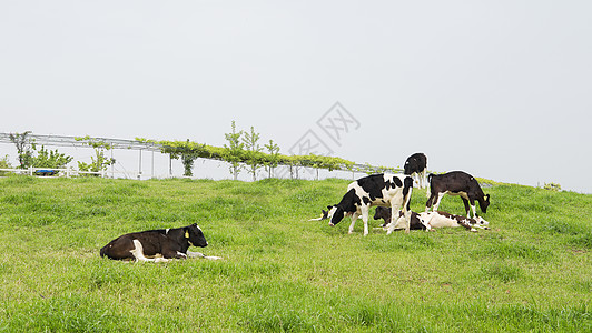 牧童坐在牛上草原牧场的奶牛背景