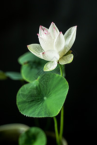 水墨画荷花碗莲背景