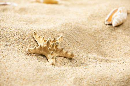 海边海螺元素沙滩海星背景