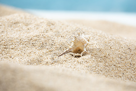 海边海螺元素沙滩贝壳背景