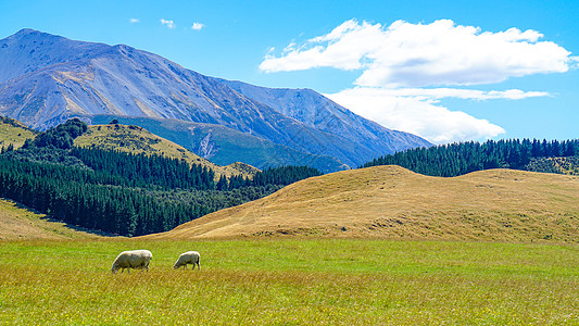 高山草地新西兰自驾风光蓝天白云草地绵羊背景