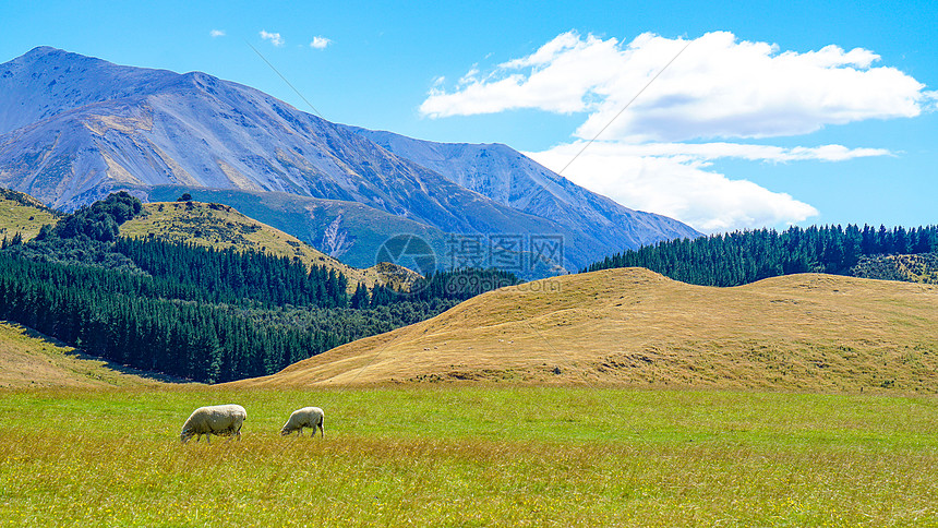 新西兰自驾风光蓝天白云草地绵羊图片