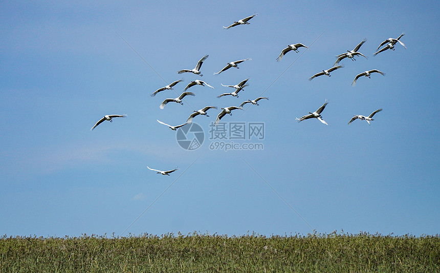 齐齐哈尔扎龙湿地景区丹顶鹤图片