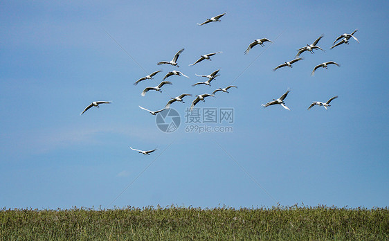 齐齐哈尔扎龙湿地景区丹顶鹤图片