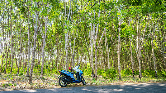 泰国橡胶树树林东南亚农业图片