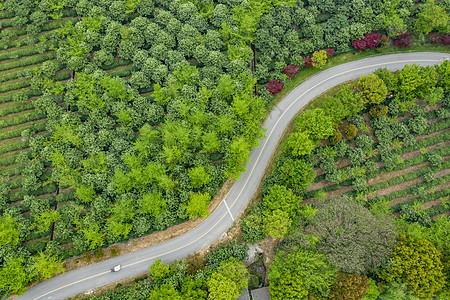 茶园道路图片