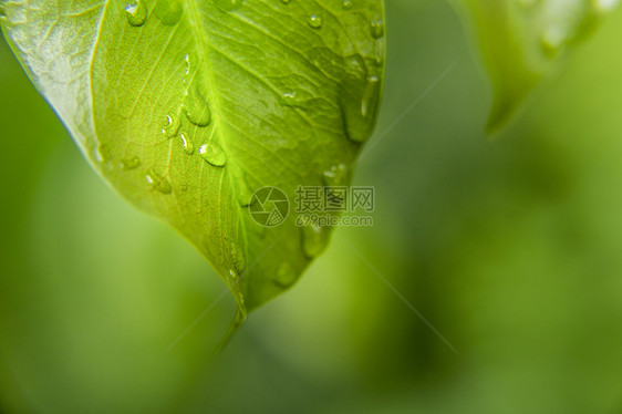 水珠图片