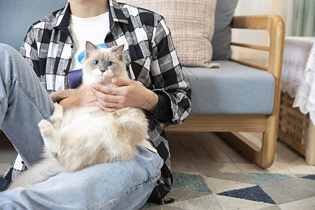 男孩与猫与猫相伴的青年男性背景