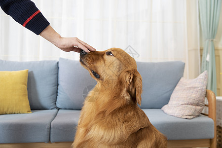 被主人抚摸的金毛犬高清图片