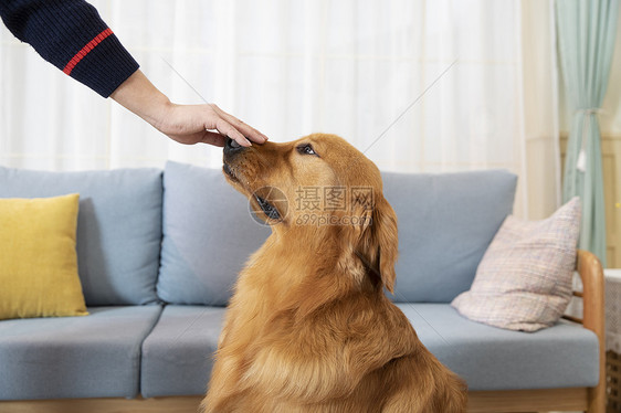 被主人抚摸的金毛犬图片