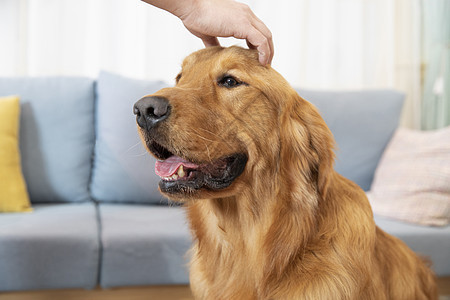 被主人抚摸的金毛犬图片